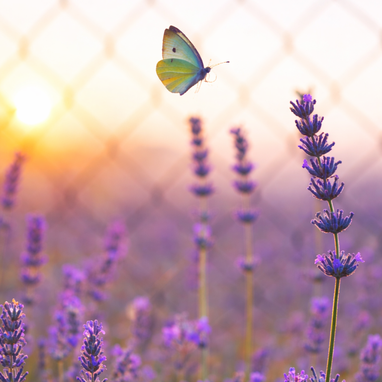 Kinesiologie bei Stephanie Voigt Schmetterling fliegt über lila Lavendel vor einem Sonnenuntergang.